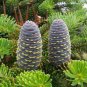 Korean Fir Tree Seeds Abies Koreana 60 Seeds