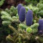 Korean Fir Tree Seeds Abies Koreana 60 Seeds