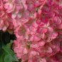 'Vanilla Strawberry' Hydrangea Flower 40 Seeds