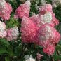 'Vanilla Strawberry' Hydrangea Flower 40 Seeds