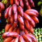 Dwarf Banana Seeds Dark Red Skin 200 Seeds