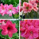 Amaryllis Seed Not Bulbs Water Pink Color 200 Seeds