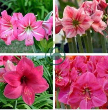 Amaryllis Seed Not Bulbs Water Pink Color 200 Seeds
