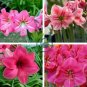 Amaryllis Seed Not Bulbs Water Pink Color 200 Seeds