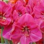 Amaryllis Seed Not Bulbs Water Pink Color 200 Seeds