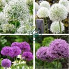 Giant Allium Giganteum 200 Seeds