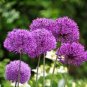 Giant Allium Giganteum 200 Seeds
