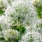 Giant Allium Giganteum 200 Seeds