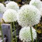 Giant Allium Giganteum 200 Seeds
