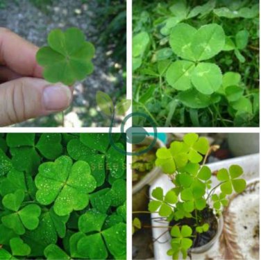 Four Leaf Clover 400 Seeds