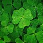 Four Leaf Clover 400 Seeds