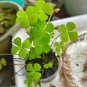 Four Leaf Clover 400 Seeds