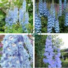 Delphinium Seeds Light Bright Blue Colors 240 Seeds