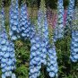 Delphinium Seeds Light Bright Blue Colors 240 Seeds