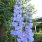 Delphinium Seeds Light Bright Blue Colors 240 Seeds
