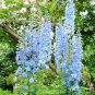 Delphinium Seeds Light Bright Blue Colors 240 Seeds