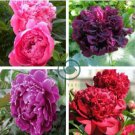 Chinese Peony Seeds Mixed Red Pink Light Pink Purple Bicolor Flowers 20 Seeds