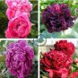 Chinese Peony Seeds Mixed Red Pink Light Pink Purple Bicolor Flowers 20 Seeds