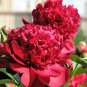 Chinese Peony Seeds Mixed Red Pink Light Pink Purple Bicolor Flowers 20 Seeds