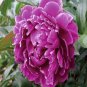 Chinese Peony Seeds Mixed Red Pink Light Pink Purple Bicolor Flowers 20 Seeds