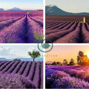 French Provence Lavender 400 Seeds