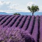 French Provence Lavender 400 Seeds