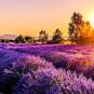 French Provence Lavender 400 Seeds