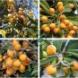 Loquat Fruit Tree 20 Seeds