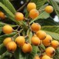 Loquat Fruit Tree 20 Seeds