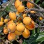 Loquat Fruit Tree 20 Seeds