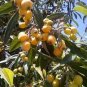 Loquat Fruit Tree 20 Seeds