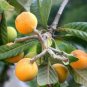 Loquat Fruit Tree 20 Seeds