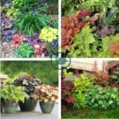 Heuchera 'Coral Bell' 400 Seeds