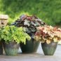 Heuchera 'Coral Bell' 400 Seeds