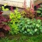 Heuchera 'Coral Bell' 400 Seeds