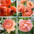 Chinese Peony Tree Seeds Orangish Red Double Flowers 60 Seeds