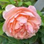 Chinese Peony Tree Seeds Orangish Red Double Flowers 60 Seeds
