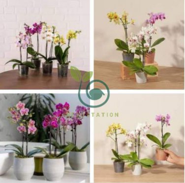 Mini Orchid 200 Seeds