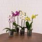 Mini Orchid 200 Seeds