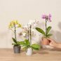 Mini Orchid 200 Seeds