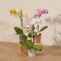 Mini Orchid 200 Seeds