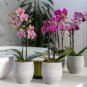 Mini Orchid 200 Seeds