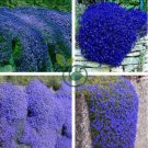 Aubrieta cultorum Rock Cress 200 Seeds