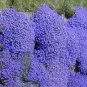 Aubrieta cultorum Rock Cress 200 Seeds