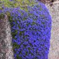 Aubrieta cultorum Rock Cress 200 Seeds