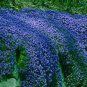 Aubrieta cultorum Rock Cress 200 Seeds