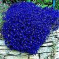 Aubrieta cultorum Rock Cress 200 Seeds