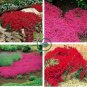 Creeping Thyme Seeds Rock CRESS Ground Cover Flower 200 Seeds