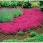 Creeping Thyme Seeds Rock CRESS Ground Cover Flower 200 Seeds