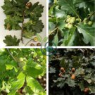 Oak Tree 20 Seeds
